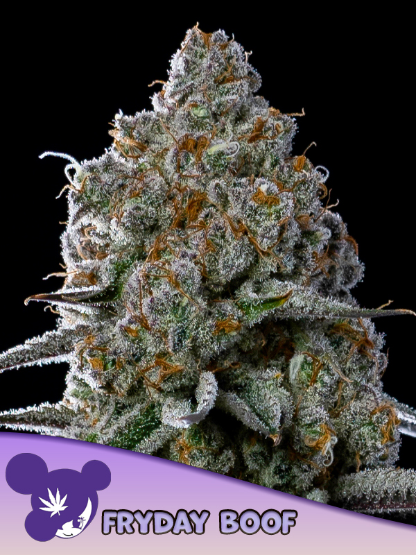 Anesia Seeds - Fryday Boof Feminized