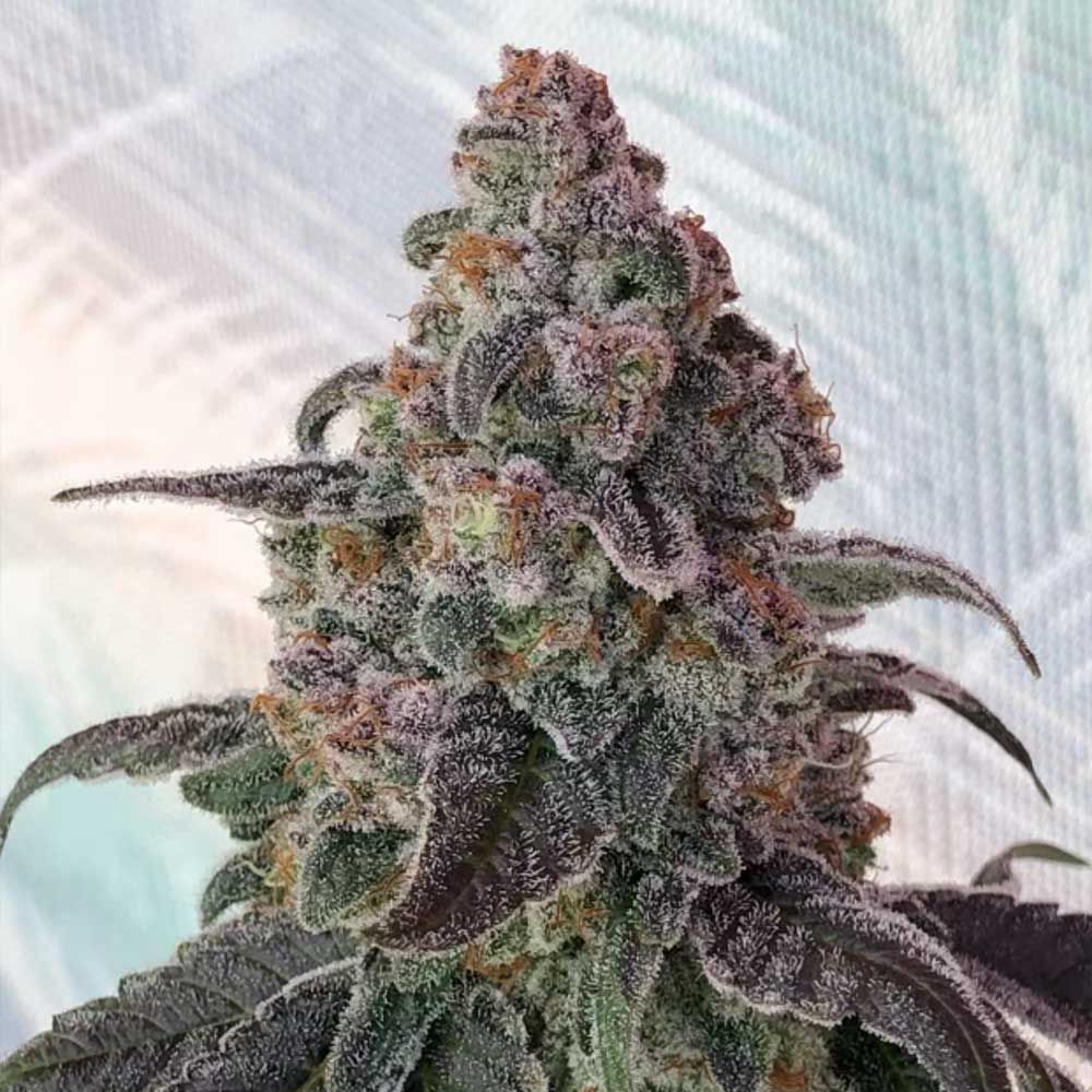 Symbiotic Genetics Seeds - Full Zest - Regular Symbiotic Genetics Seeds - Full Zest - Regular