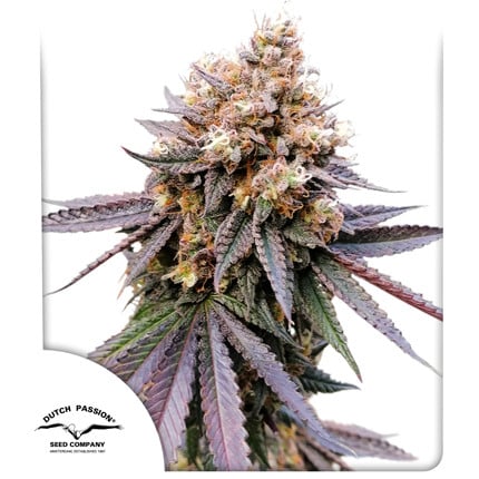 Dutch Passion - GMO Fast - Feminized Dutch Passion - GMO Fast - Feminized