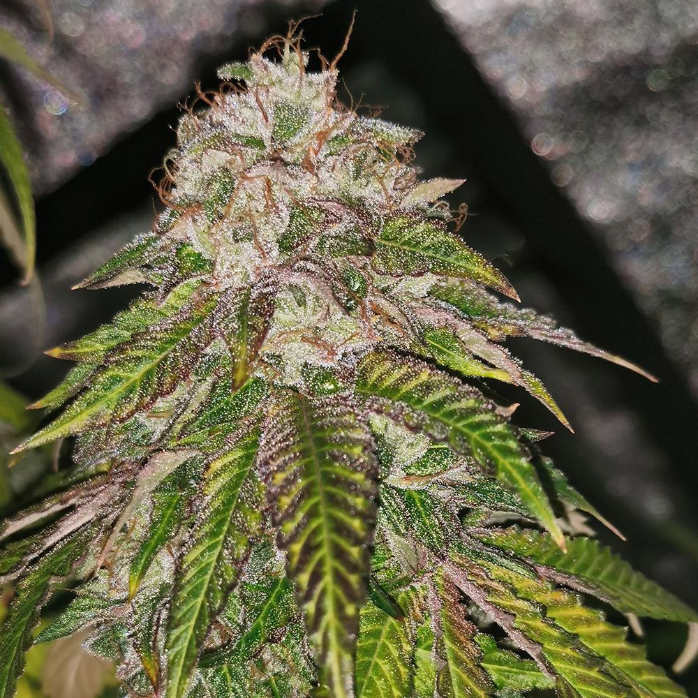 Pheno Finder Seeds - GMO Rainbowz Feminized