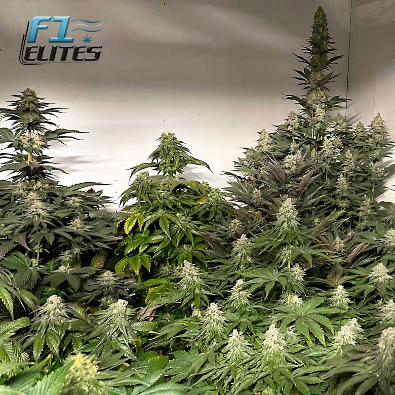 F1 Cannabis Elites GMO GSC Feminised   