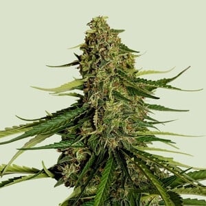 Royal Queen Seeds - Gaia F1 Auto Feminised Royal Queen Seeds - Gaia F1 Auto Feminised