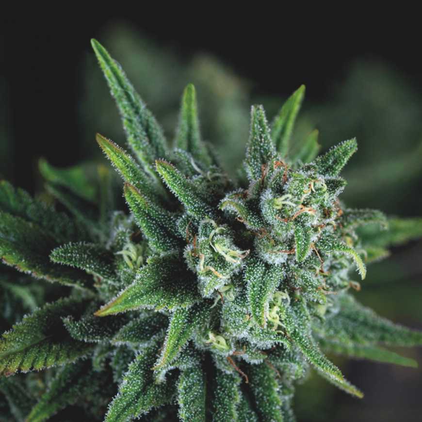 Pyramid Seeds - Galaxy Fast Feminized