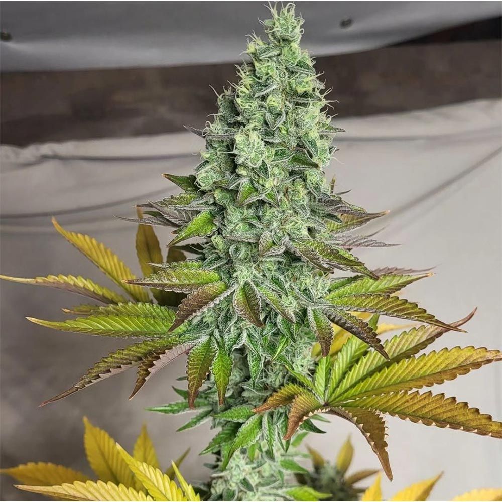 Old School Genetics - Garlic Kosher Feminized