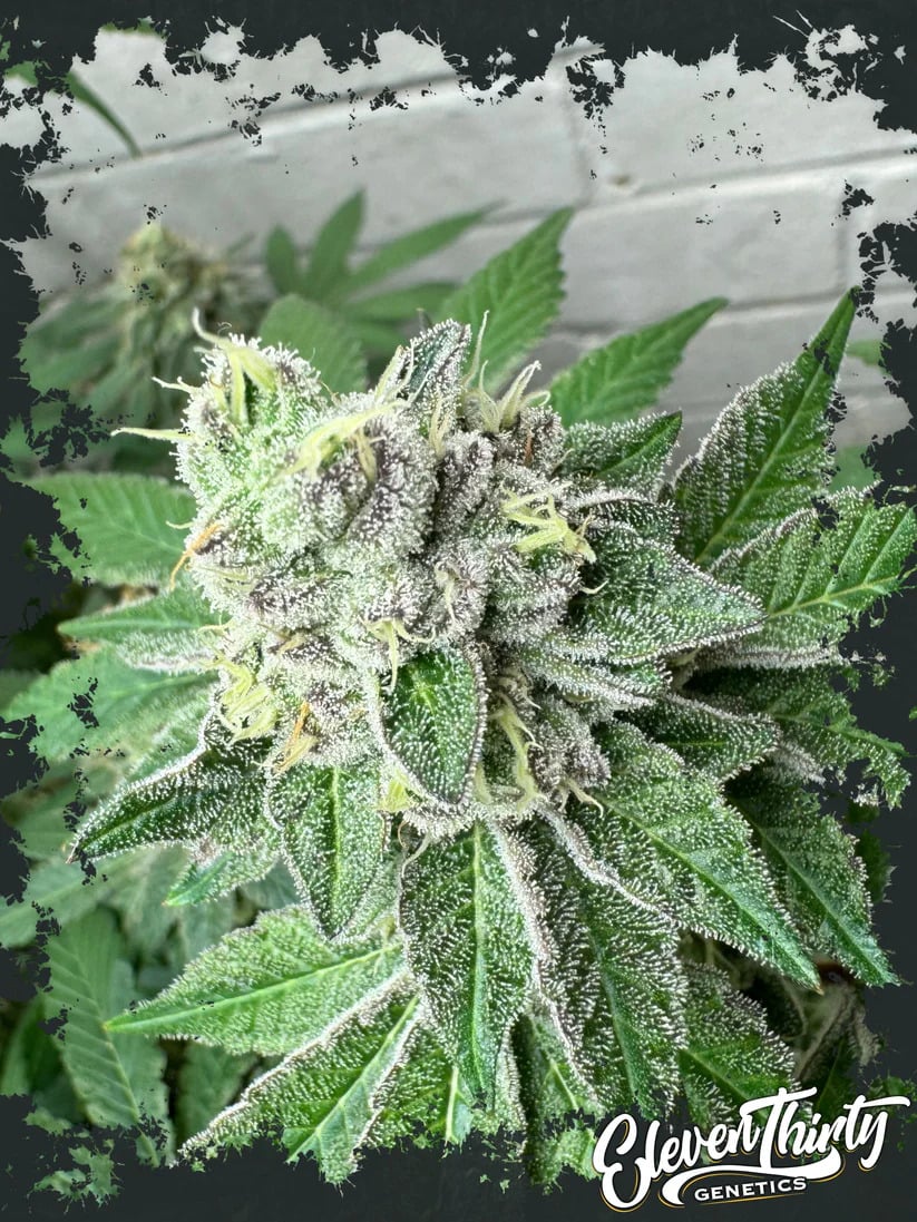 Eleven Thirty Genetics - Garlic Budder - Feminized Eleven Thirty Genetics - Garlic Budder - Feminized