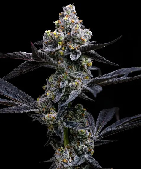 Barney's Farm Seeds - Garlic Cookies - Feminized