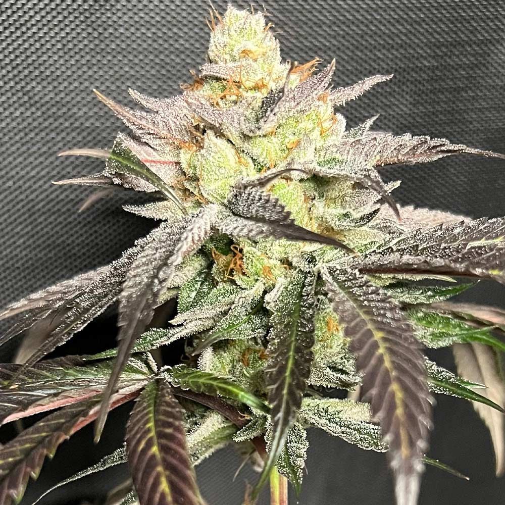 Old School Genetics - Gary Banana Payton Feminized