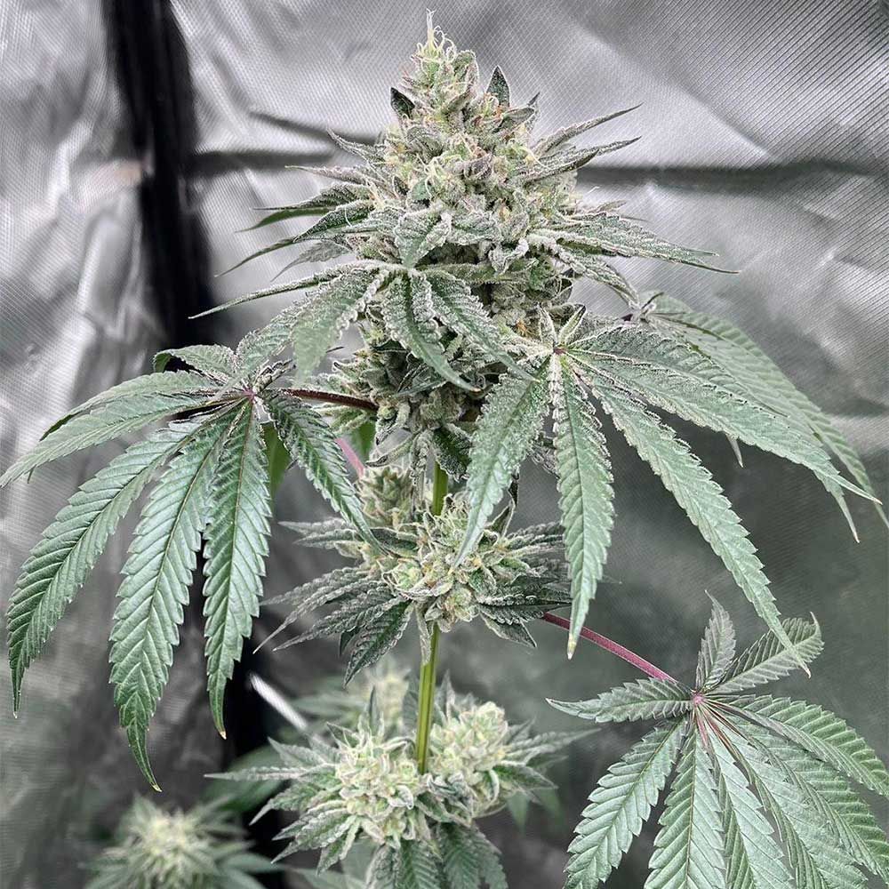Conscious Genetics - Gas Dropz Regular Conscious Genetics - Gas Dropz Regular
