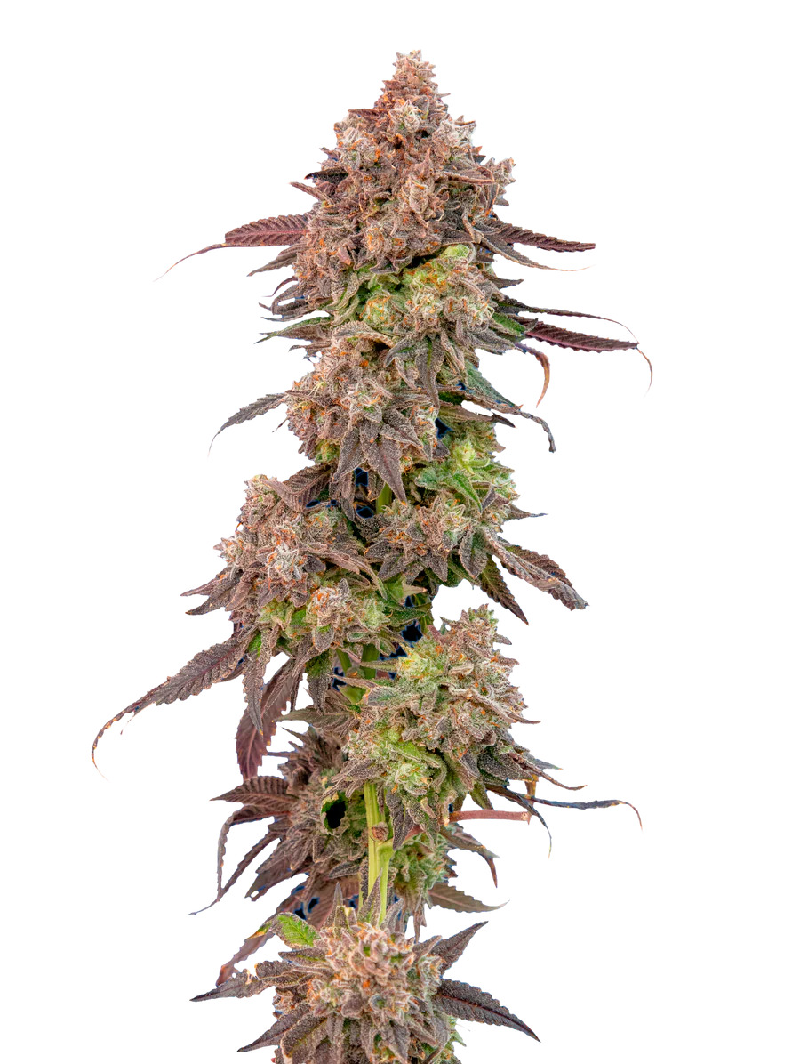 Maverick's Genetics Seeds - Gas Face Auto Feminized