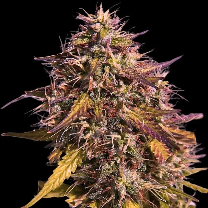 Empire Seeds - Gas Face - Feminized Empire Seeds - Gas Face - Feminized
