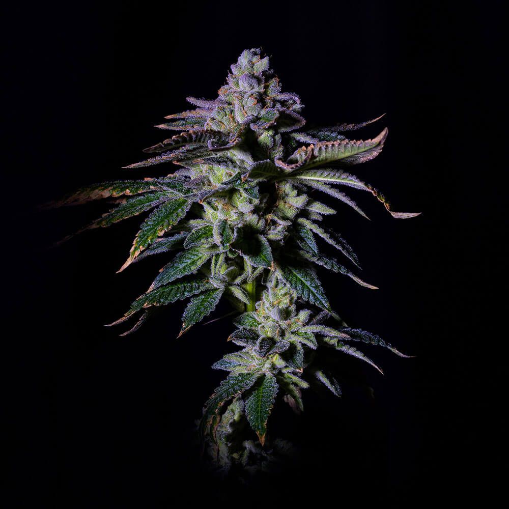Grateful Seeds - Gasmint - Feminized