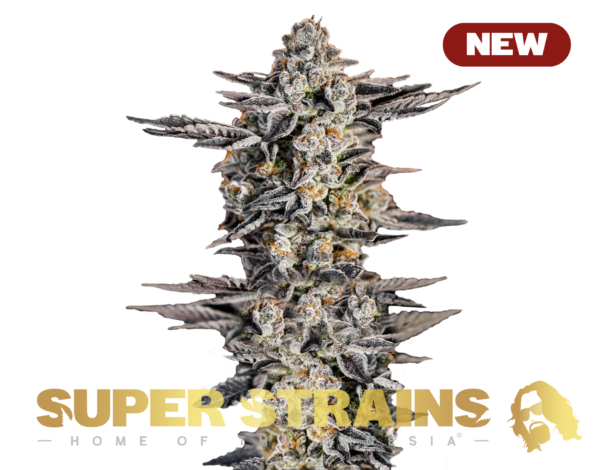 Superstrains Seeds - Gelato #33 Feminised