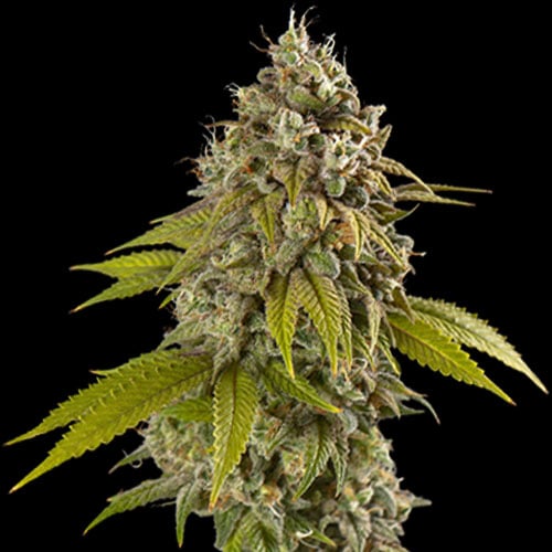 Spliff Seeds - Gelato - Feminized Spliff Seeds - Gelato - Feminized