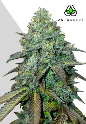 Auto Seeds - Gelato Auto - Feminised