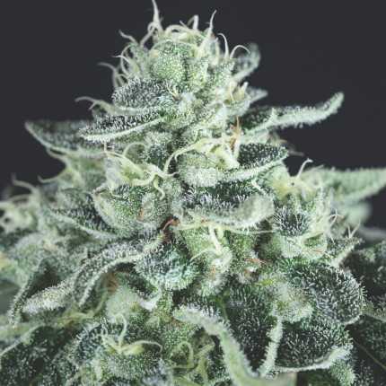 Pyramid Seeds - Gelato USA Range Feminized