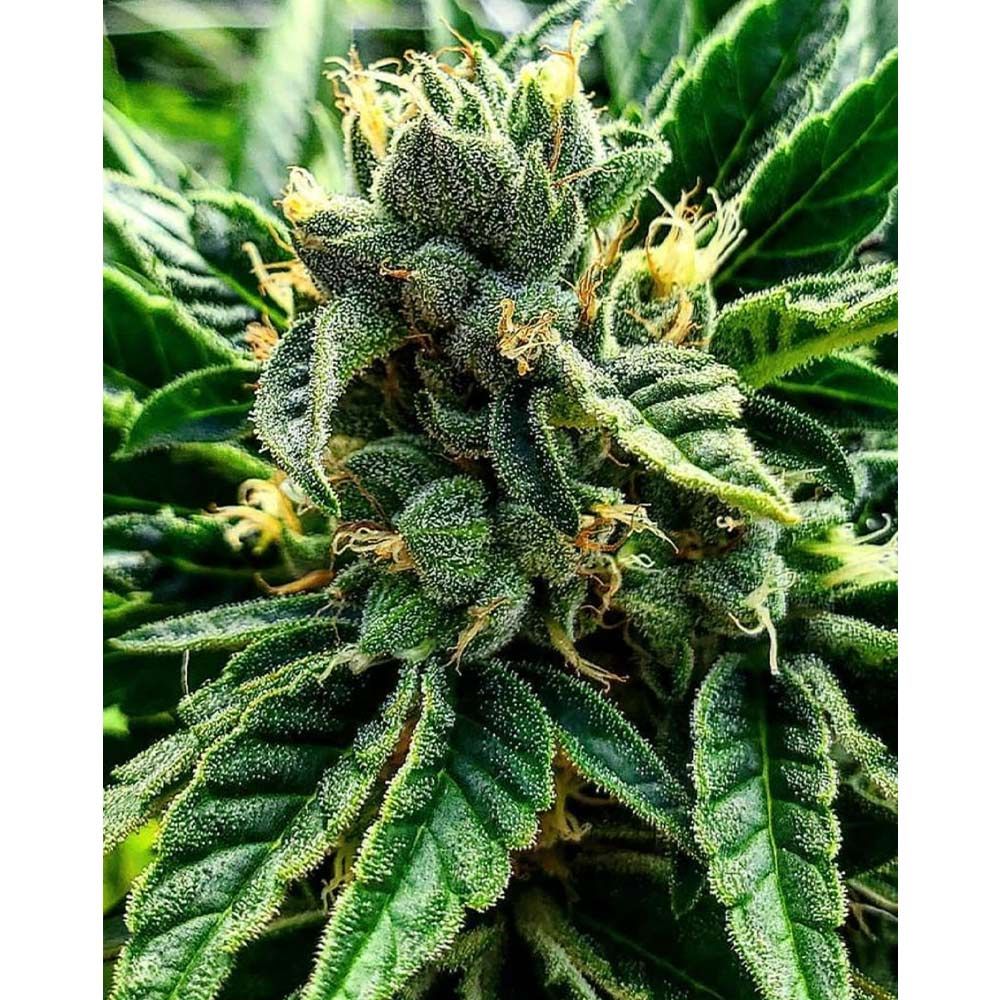 Cali Connection Seeds - Gelato al Limone Feminized