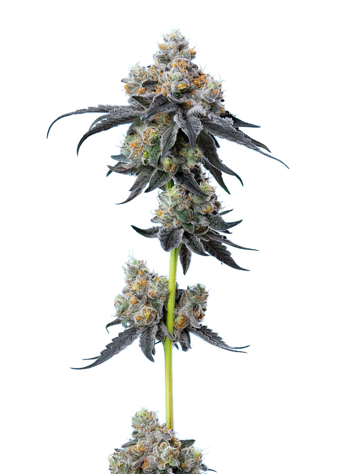 Maverick's Genetics Seeds - Gelato 33 Feminized