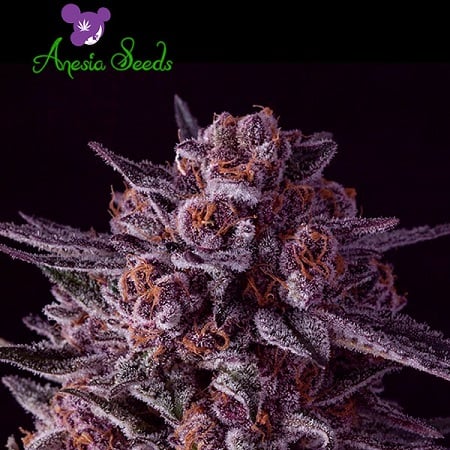 Gelato Dream - Feminized - Anesia Seeds