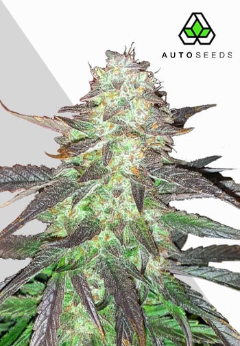 Auto Seeds - Ghost Train Haze Auto Feminised