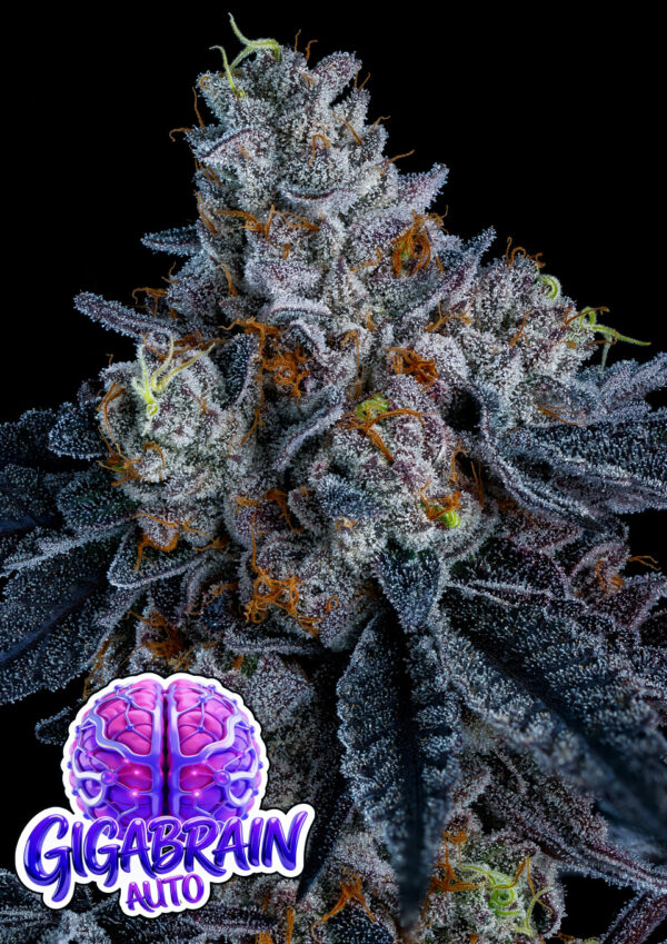 Anesia Seeds - Giga Brain Auto Feminized