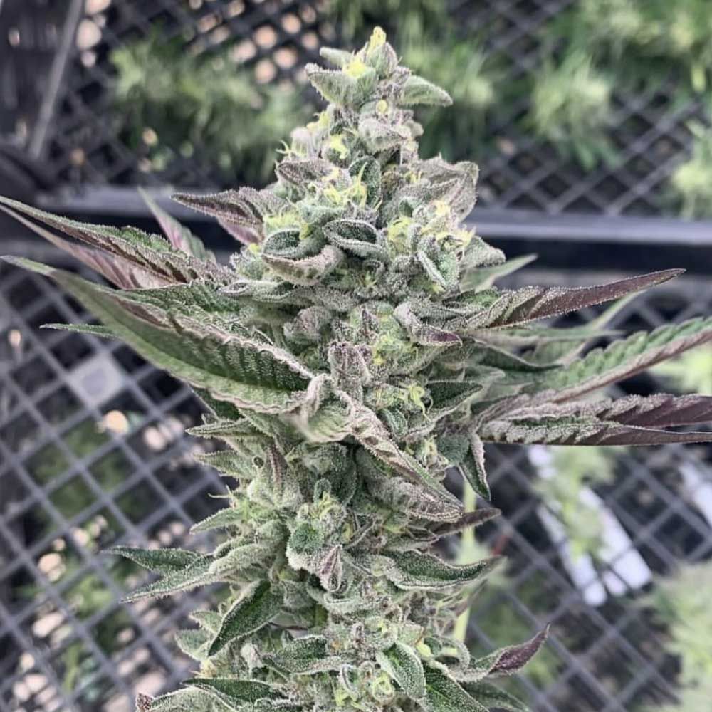 Symbiotic Genetics Seeds - Ginger Mints Feminized Symbiotic Genetics Seeds - Ginger Mints Feminized