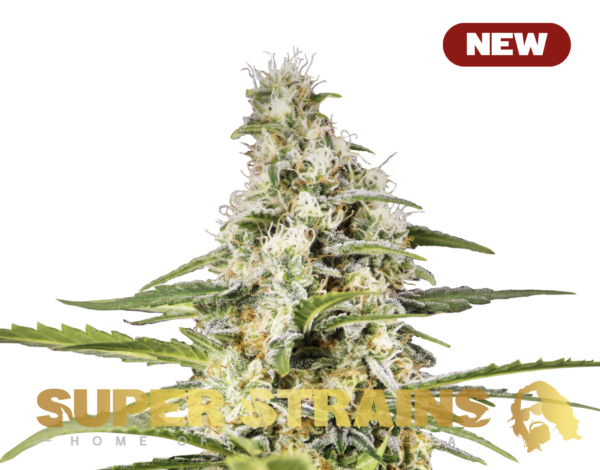 Superstrains Seeds - Girl Scout Cookies Feminised