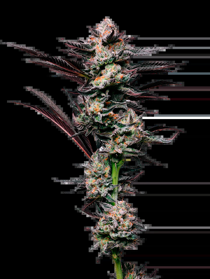 Maverick's Genetics Seeds - Girl Scout Cookies Feminized