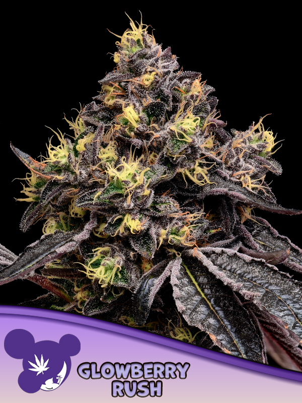 Anesia Seeds - Glowberry Rush Feminized