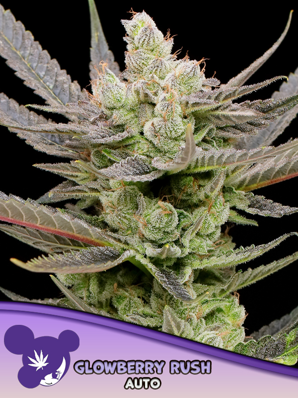 Anesia Seeds - Glowberry Rush Auto Feminized