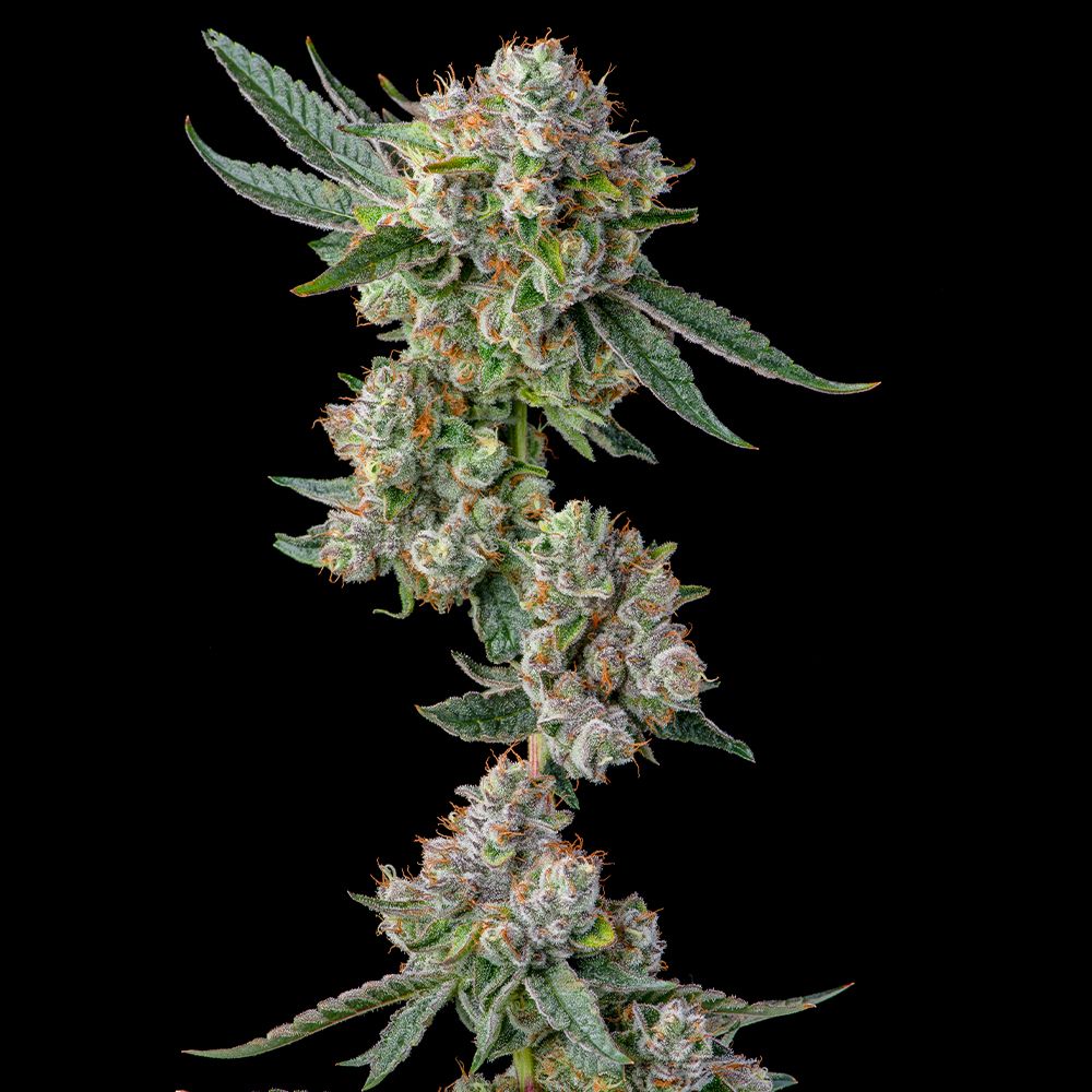 Compound Genetics - Glue 31 - Feminized 