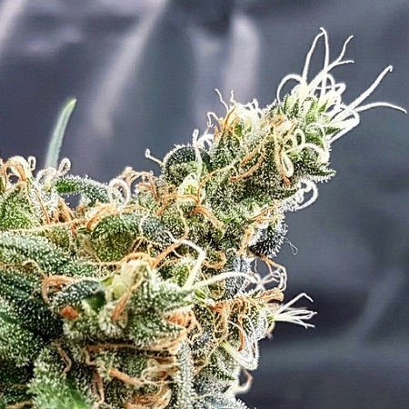 Blueberry Glue - Feminized - Expert Seeds