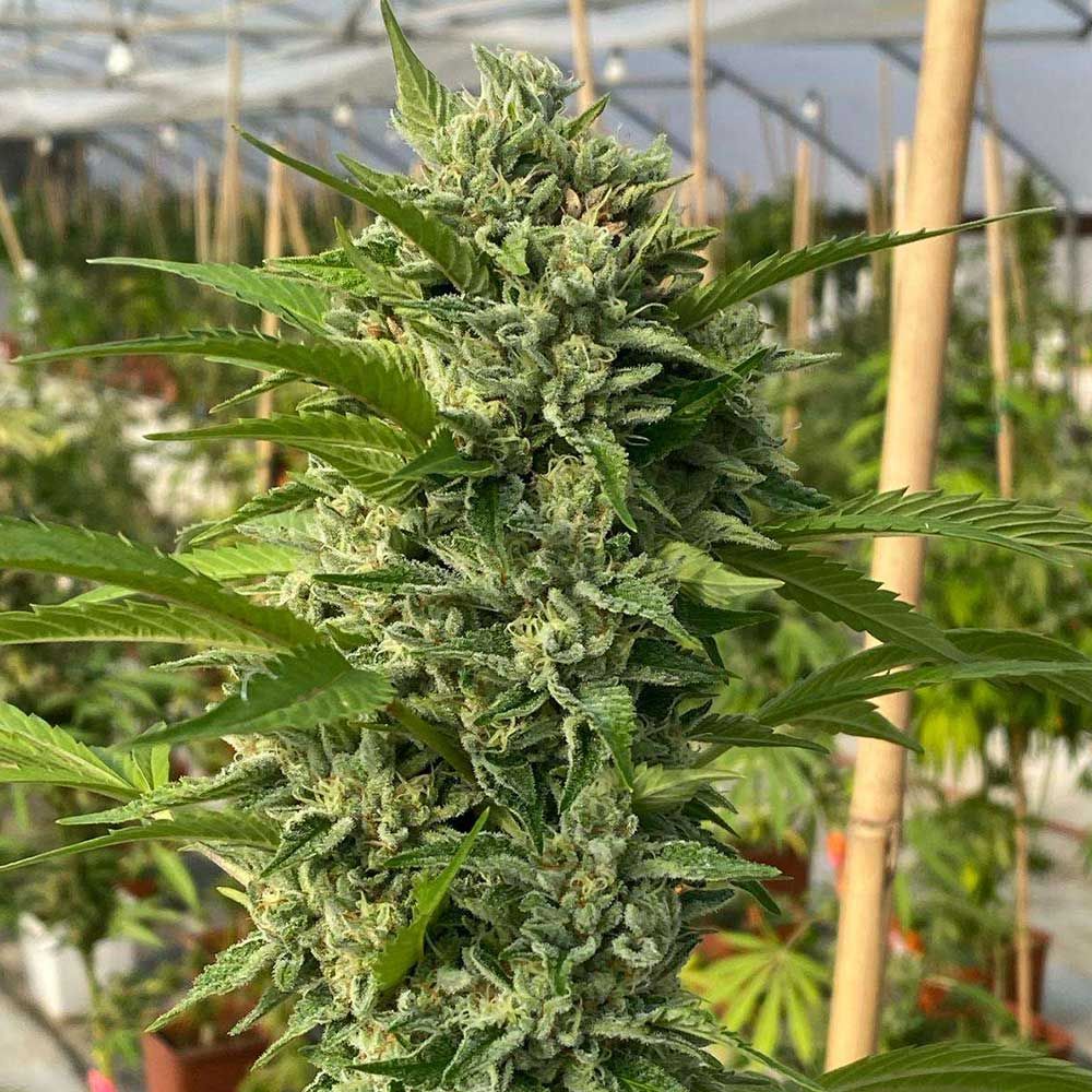Karma Genetics Seeds - Goji Biker - Feminized