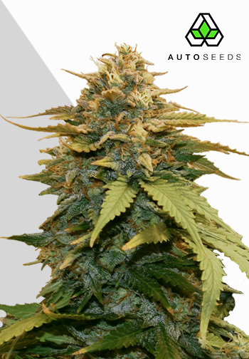 Auto Seeds - Gold Leaf Auto Feminised