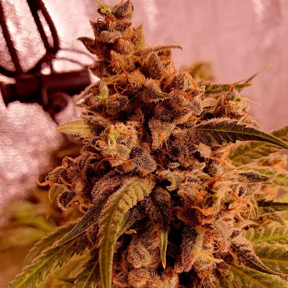 Holy Smoke Seeds - Gold Teeth - Feminized 