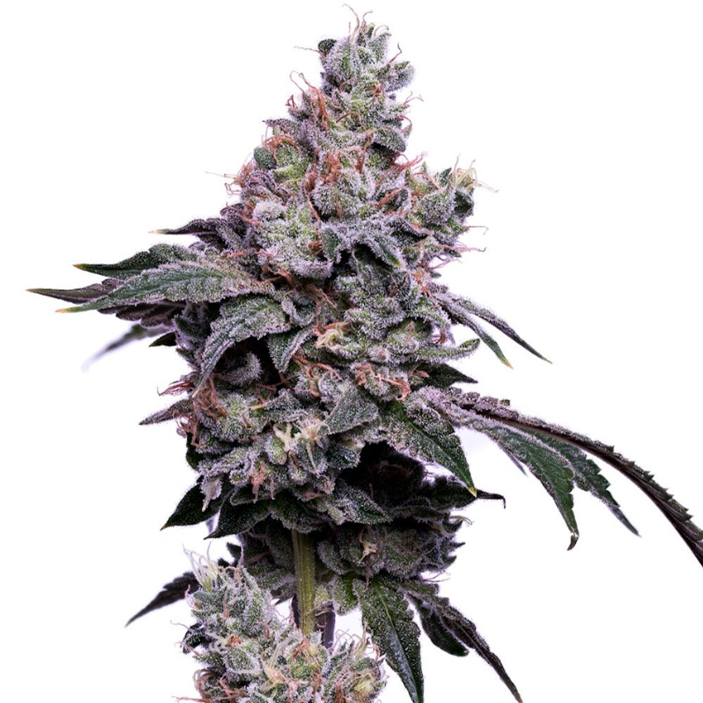 Green Bodhi Genetics - Golden Haze - Feminized