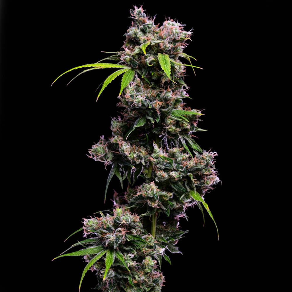 Green Bodhi Genetics - Golden Pineapple S1 - Feminized Green Bodhi Genetics - Golden Pineapple S1 - Feminized