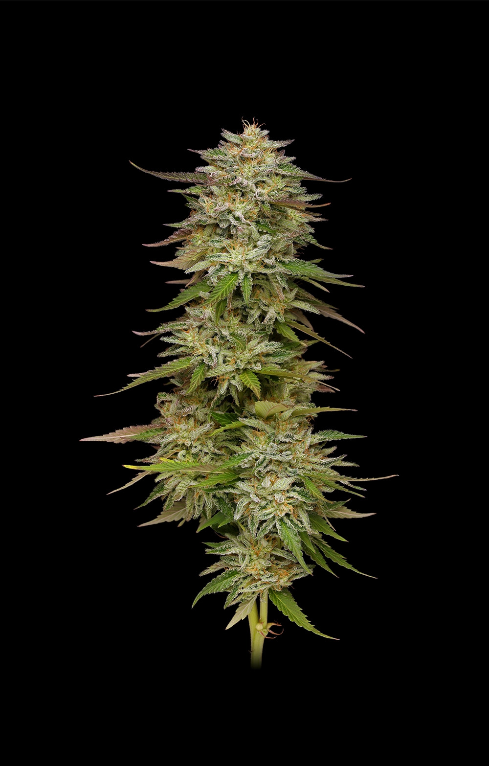 Humboldt Seed Company - Golden Sands - Feminised