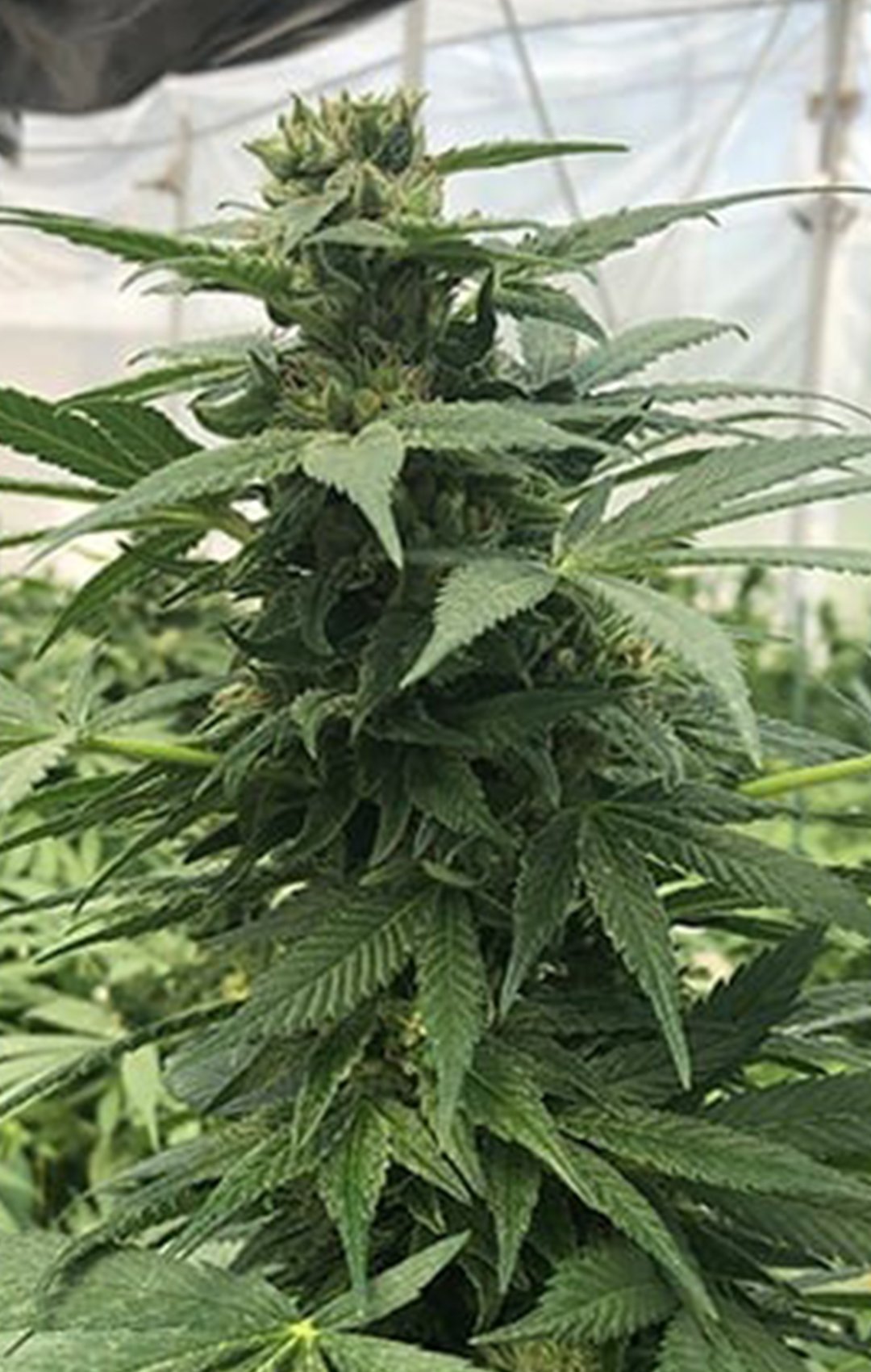 CBD Hemp Premium - Goliath CBD - Feminized CBD Hemp Premium - Goliath CBD - Feminized