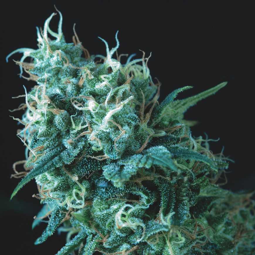 Pyramid Seeds - Gorilla Regular