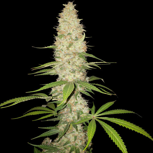 Spliff Seeds - Gorilla - Feminized Spliff Seeds - Gorilla - Feminized