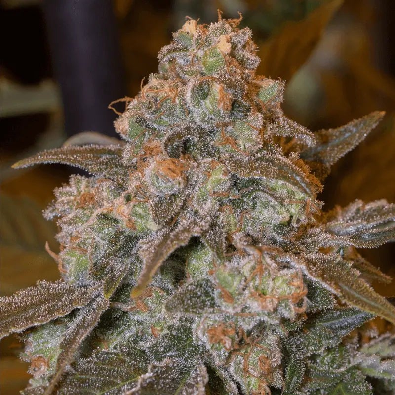 Silent Seeds - Gorilla Frost - Feminized Silent Seeds - Gorilla Frost - Feminized