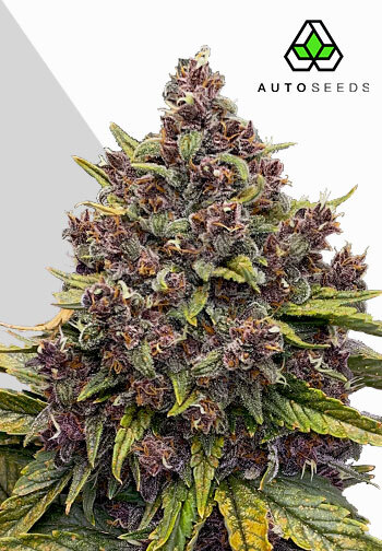 Auto Seeds - Gorilla Punch Auto Feminised
