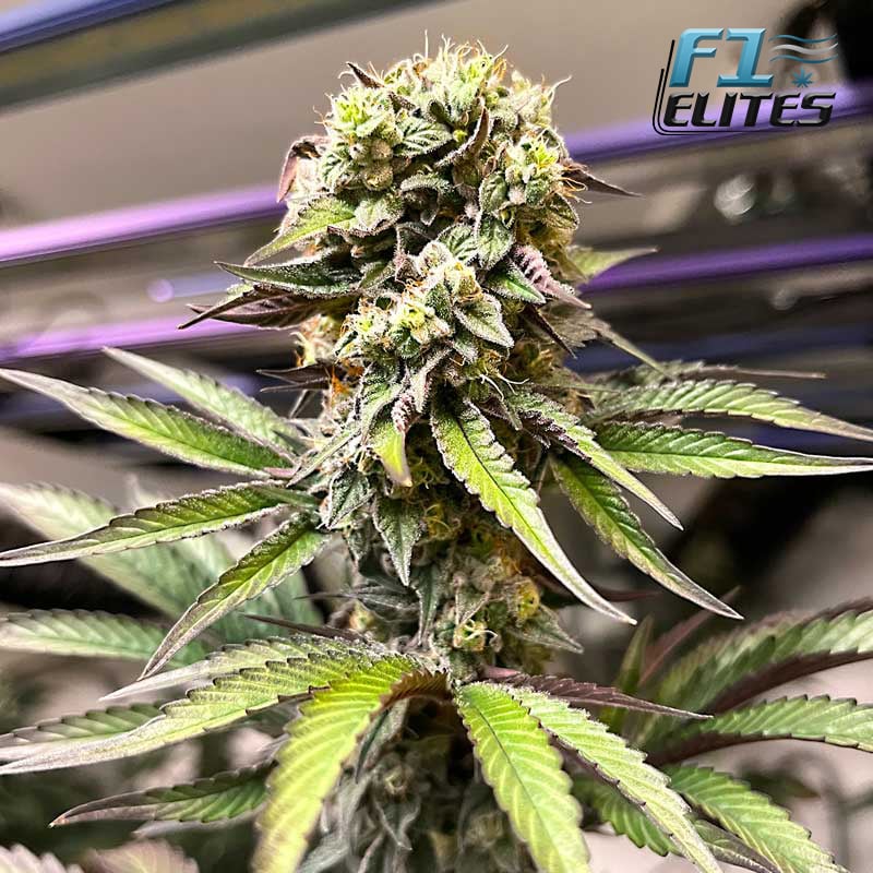 F1 Cannabis Elites GG. Feminised    