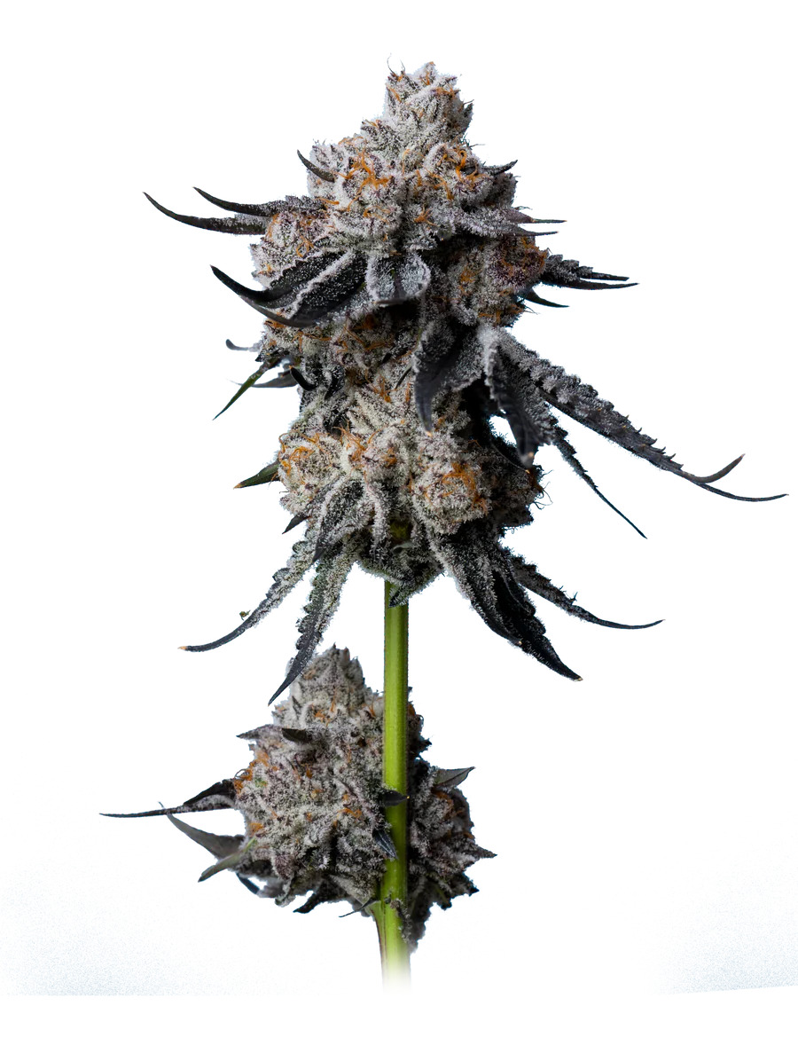 Maverick's Genetics Seeds - Gorilla Glue #4 Feminized