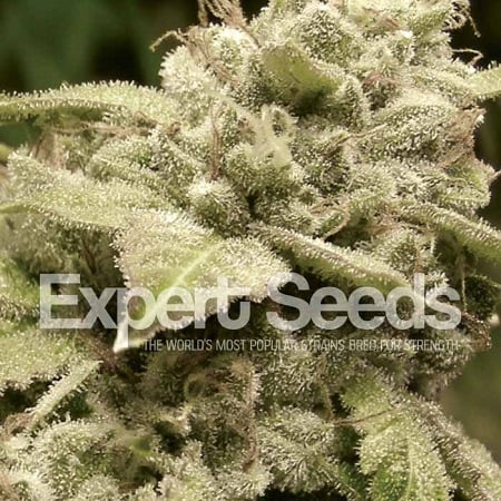 Gorilla x White Widow – Feminized – Expert Seeds