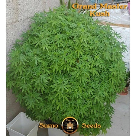 Sumo Seeds Grand Master Kush Regular