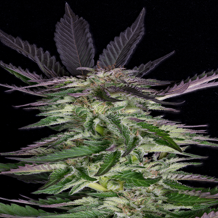 Grandaddy Purple - Feminized - 2022 Cannabis Seed Collection