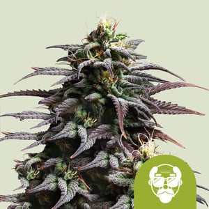 Grandaddy Purple Auto - Feminized - Royal Queen Seeds