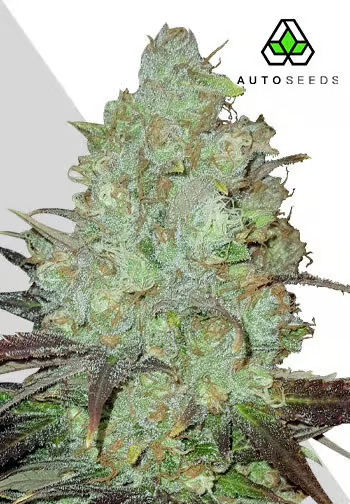 Auto Seeds - Granddaddy Purple Auto - Feminised