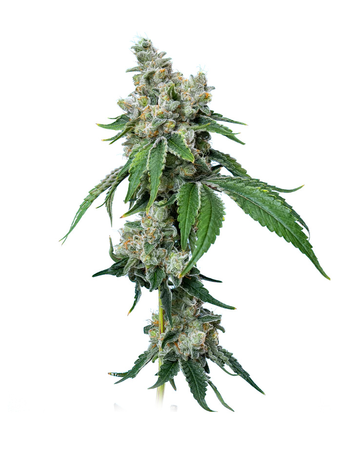 Maverick's Genetics Seeds - Grandiflora Guava Feminized Maverick's Genetics Seeds - Grandiflora Guava Feminized